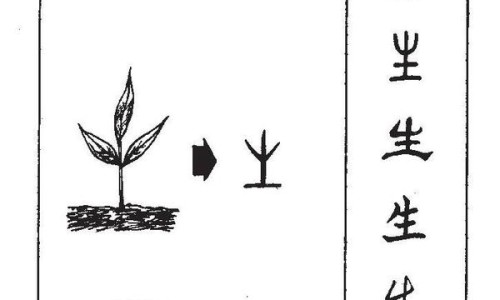 天麻图片大全高清图片大全天麻的种植过程-中天麻图片大全网 - 网站提供天麻图片大全大图小常识、天麻图片大全高清图片与功效
