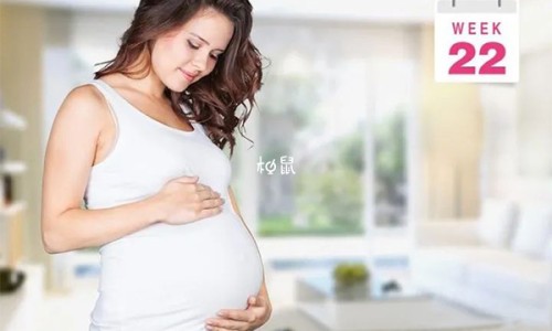 中天麻图片大全网 - 网站提供天麻图片大全大图小常识、天麻图片大全高清图片与功效
